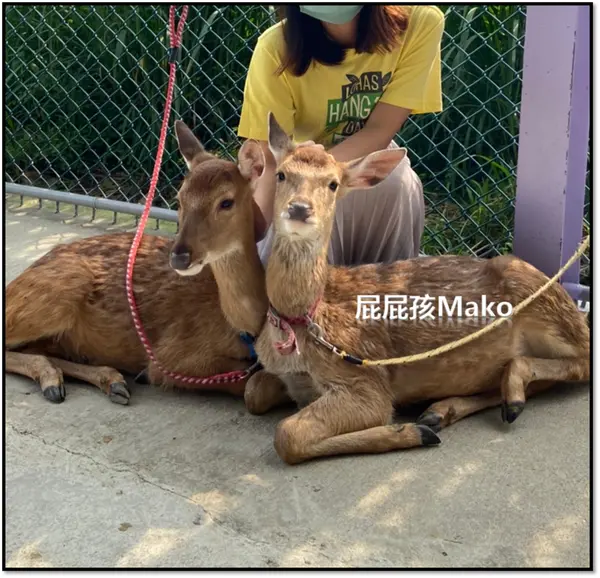 【桃園景點】餵鹿吃草，跟鹿慢跑_山腳鹿場．水鹿之家_不用到奈良.桃園就可以跟鹿近距離互動拉