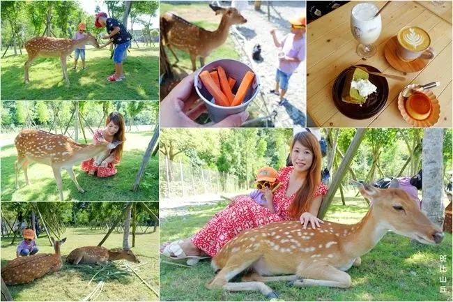 2019宜蘭熱門新景點 ▶ 斑比山丘 & 美美子みみこ ▶ 超療癒、不怕生小鹿斑比 近距離餵食與接觸 宜蘭梅花鹿、台版小奈良!