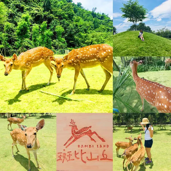 斑比山丘梅花鹿園│宜蘭最新景點2019│零距離接觸斑比小鹿超萌眼神療癒人心│最新入園資訊分享