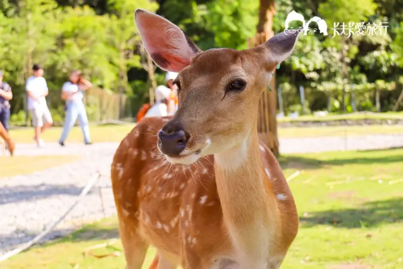 宜蘭新景點-斑比山丘｜台版奈良與小鹿互動免排隊法公開！美美子下午茶咖啡
