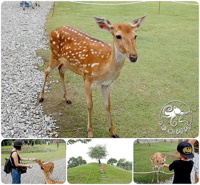 宜蘭冬山景點【斑比山丘】台版奈良餵食梅花鹿，享受被梅花鹿包圍的愉悅感！6歲以下免門票！
