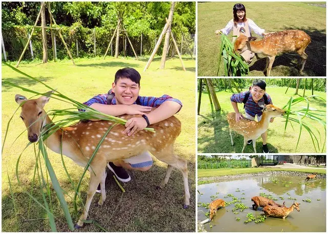 【宜蘭冬山景點】斑比山丘，近距離餵食梅花鹿好療癒，憑門票還可免費兌換飼料一份！