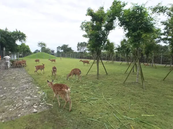 宜蘭景點【斑比山丘】近距離與超可愛梅花鹿互動~餵小鹿不用去奈良囉！
