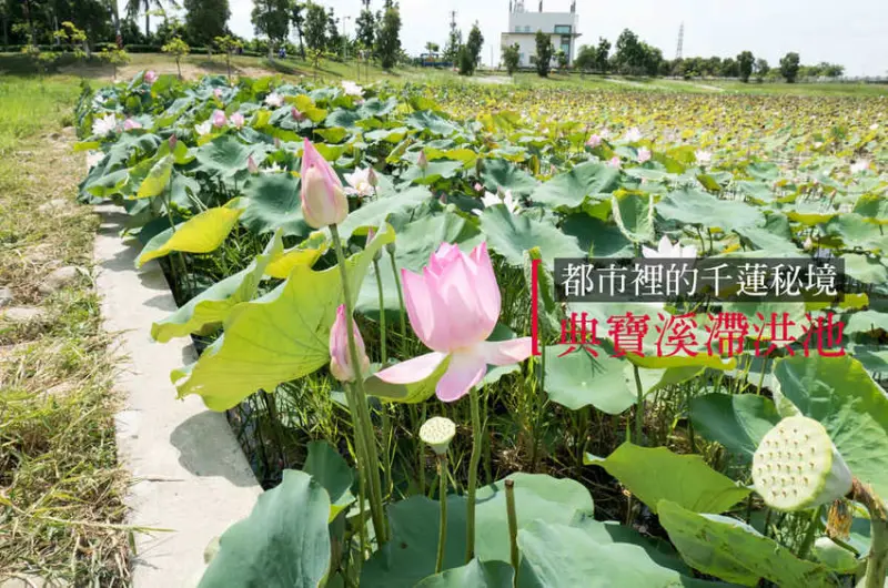 高雄蓮花 | 典寶溪滯洪池．避開人潮的岡山賞蓮秘境 / 拍攝位置及時間推薦