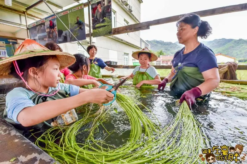 高雄景點 李家野蓮~玩水洗野蓮~美濃這樣超好玩！美濃人也沒玩過旅遊推薦！