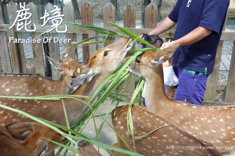 屏東縣恆春(墾丁)-鹿境 Paradise Of Deer➣不用飛奈良也可看到調皮貪吃鹿群哦