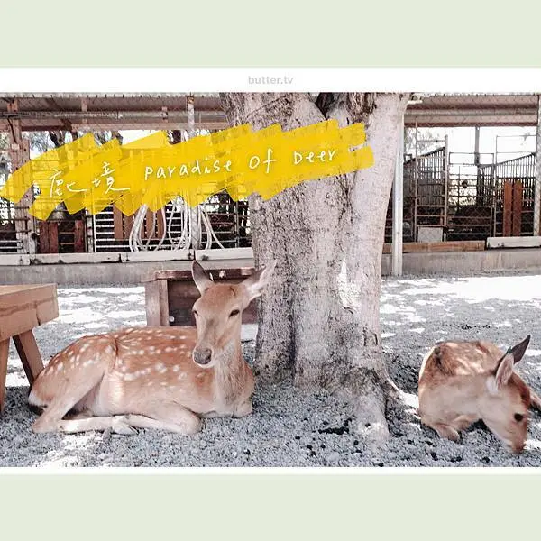 屏東一日遊｜屏東恆春 鹿境 Paradise Of Deer