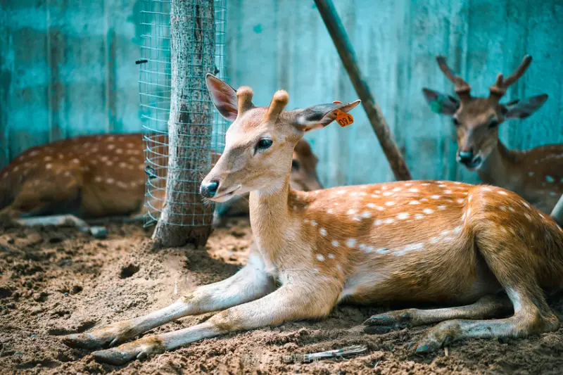 墾丁景點【鹿境】梅花鹿生態園區，享受被梅花鹿包圍