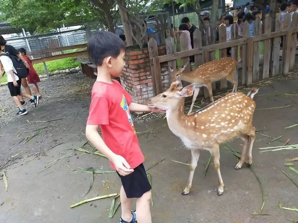 2020墾丁恆春親子景點~鹿境梅花鹿生態園區，與梅花鹿互動0距離，不出國也很好玩!