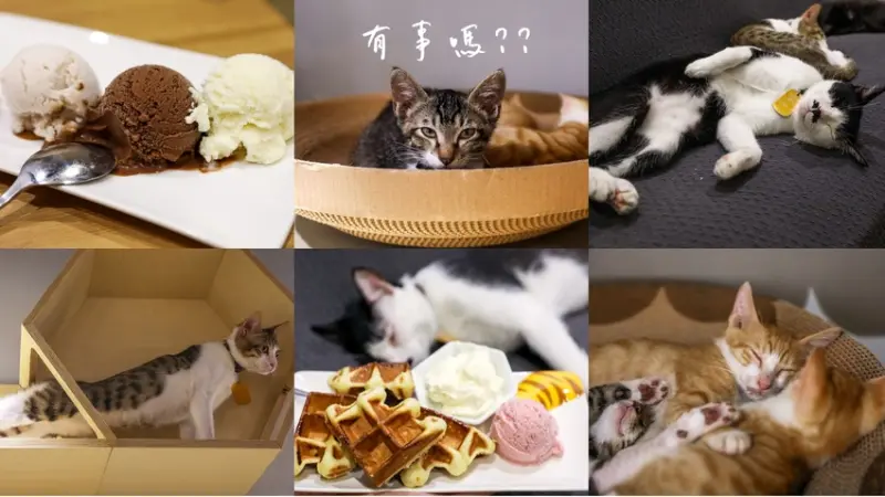 花蓮正當冰來台北開分店~正當冰北投店：冰淇淋、鬆餅、貓咪中途