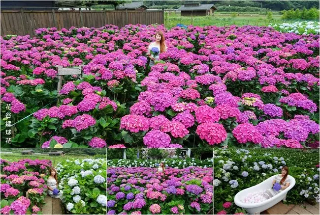 2019竹子湖繡球花 ▶ 花谷海芋園繡球花 ▶ 浪漫造景 IG打卡繡球花秘境 門票100元抵消費 好拍、高CP值 竹子湖繡球花最新花況、交通資訊!
