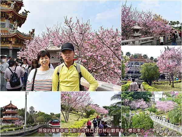 ﹝新北市林口遊記﹞竹林山觀音寺　不遑多讓淡水的賞櫻勝地，古色古香、中式江南大庭園風的池畔櫻花步道　／2021-03-01花況／林口必訪賞吉野櫻景點／三月賞櫻景點