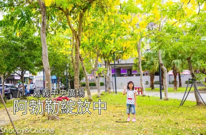 【嘉義景點】嘉義阿勃勒美麗綻放中，中央廣場六月黃金雨，拍美照享美食一舉兩得