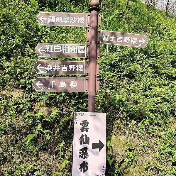 新北三峽孫東寶牛排館北大店~大熊櫻花林賞花不必跑遠~