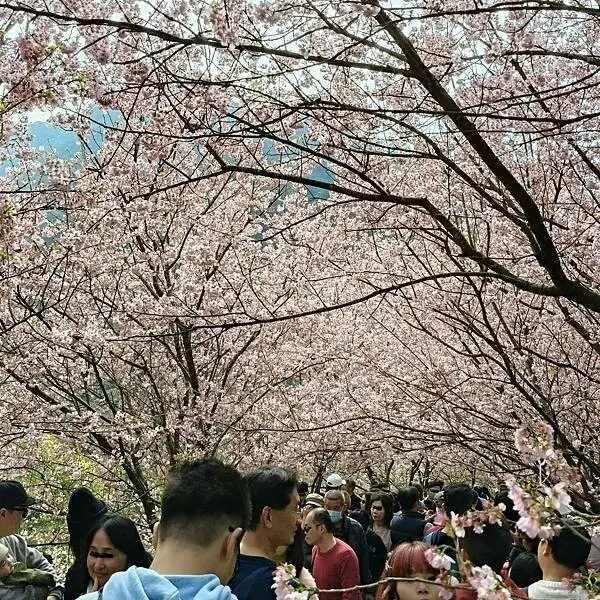 新北三峽孫東寶牛排館北大店~大熊櫻花林賞花不必跑遠~
