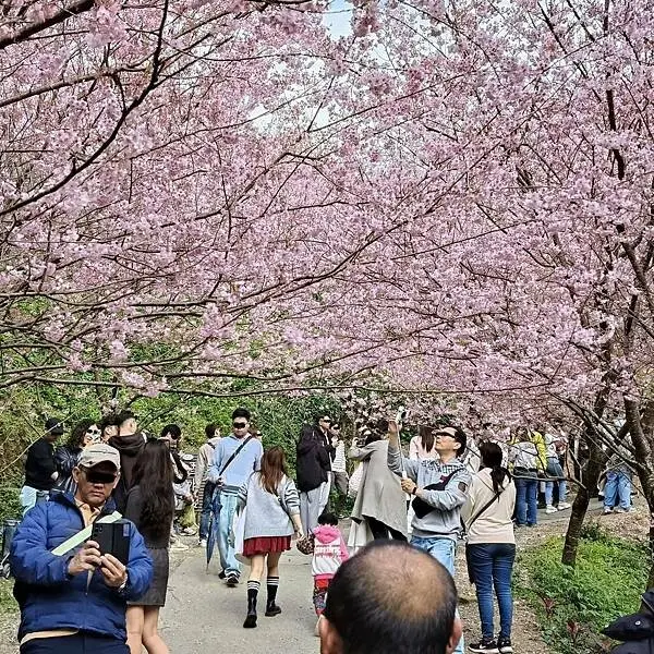 新北三峽孫東寶牛排館北大店~大熊櫻花林賞花不必跑遠~
