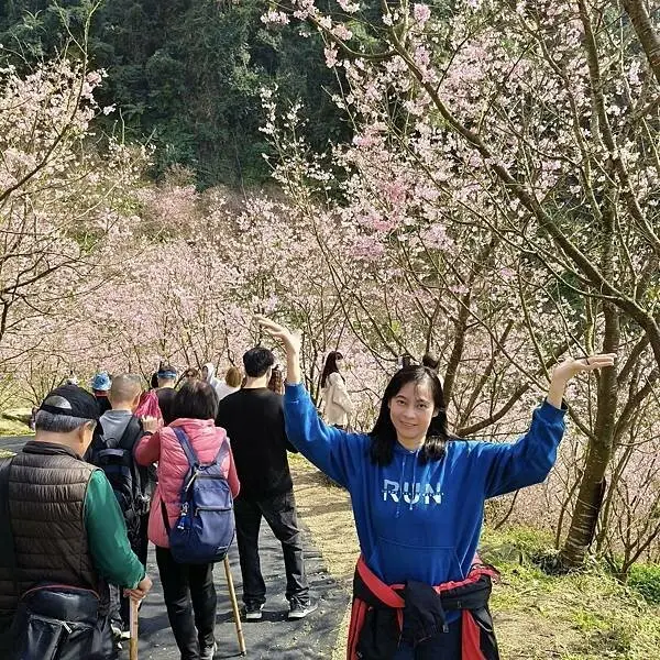 新北三峽孫東寶牛排館北大店~大熊櫻花林賞花不必跑遠~