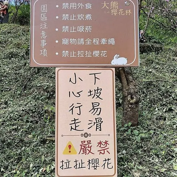 新北三峽孫東寶牛排館北大店~大熊櫻花林賞花不必跑遠~