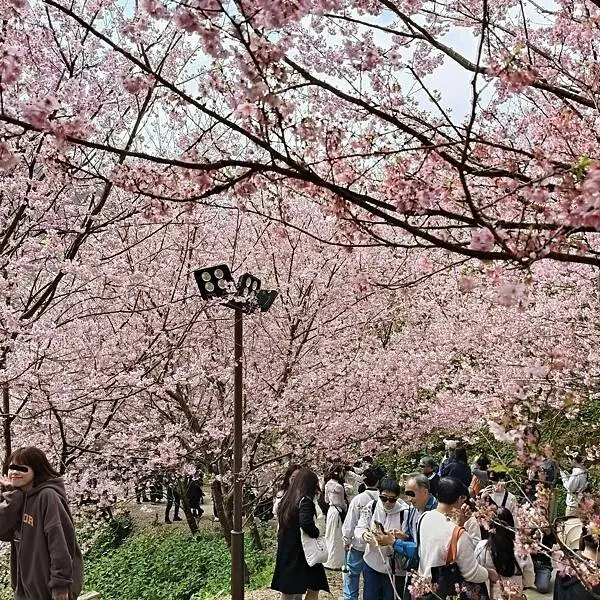 新北三峽孫東寶牛排館北大店~大熊櫻花林賞花不必跑遠~