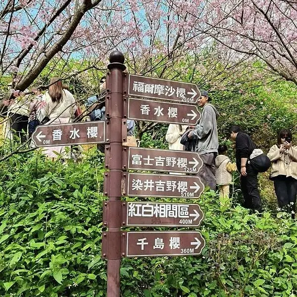 新北三峽孫東寶牛排館北大店~大熊櫻花林賞花不必跑遠~