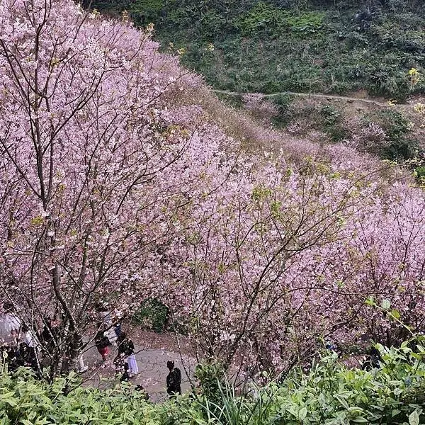 新北三峽孫東寶牛排館北大店~大熊櫻花林賞花不必跑遠~