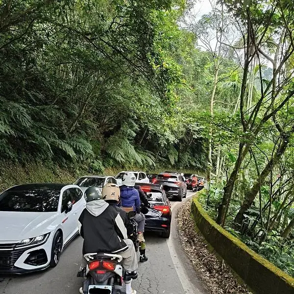 新北三峽孫東寶牛排館北大店~大熊櫻花林賞花不必跑遠~