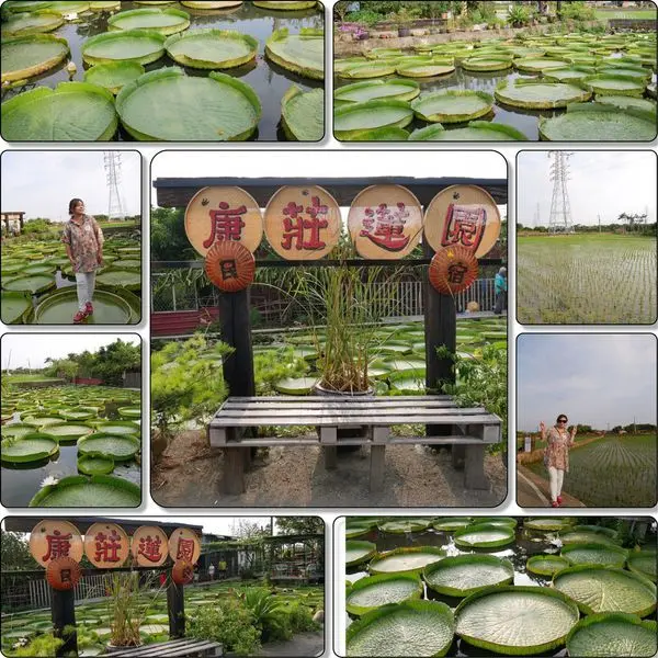 【桃園觀音拍照景點】康莊農園(大王蓮)❤❤IG超夯拍照熱點❤❤