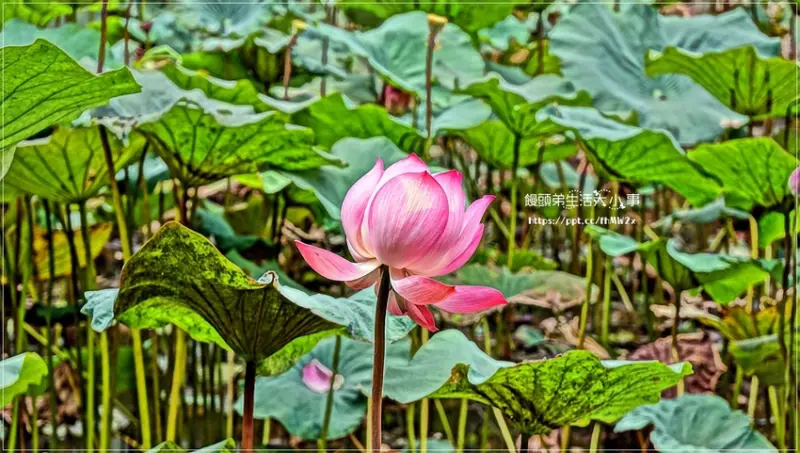 【新北景點】新店荷花私房點～初夏賞荷趣，車子路荷花池，荷花大朵豔麗，近景文科技大學與耕莘醫院安康院區