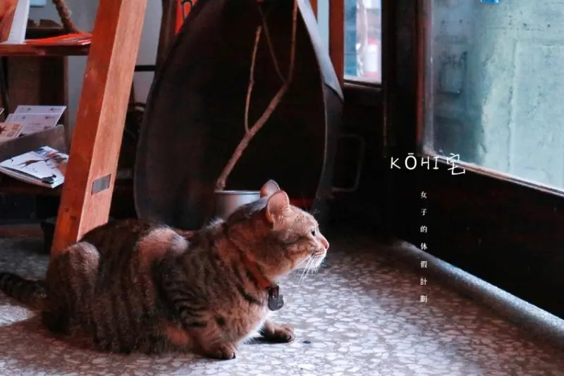 KOHI 宅：老宅裡瀰漫著舊時光，有咖啡香及貓咪的陪伴 /花蓮不限時咖啡廳