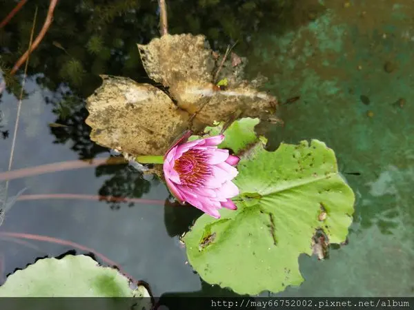 台北植物園1日遊遇見神秘嘉賓