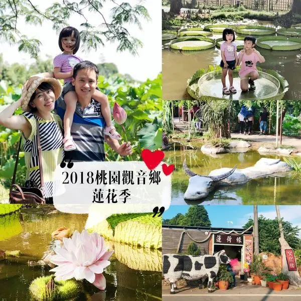 桃園觀音香蓮花季懶人包