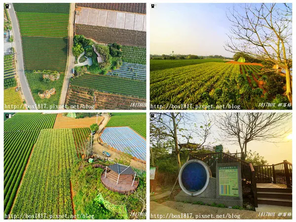 【南投。名間】七星陣地公園。軍事防空碉堡。結合軍武火炮設施。欣賞「茶的故鄉」松嶺茶園風光