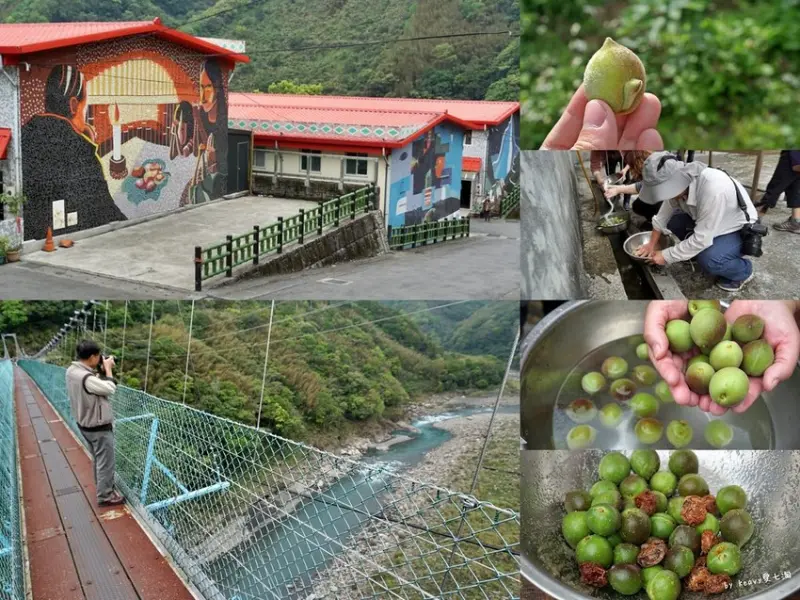 ★桃園復興★砂倫子部落現採媽媽桃/DIY醃製媽媽桃/幽靈瀑布/哈凱部落巡禮/日製時代彌榮吊橋/爺亨梯田/三龜戲水。