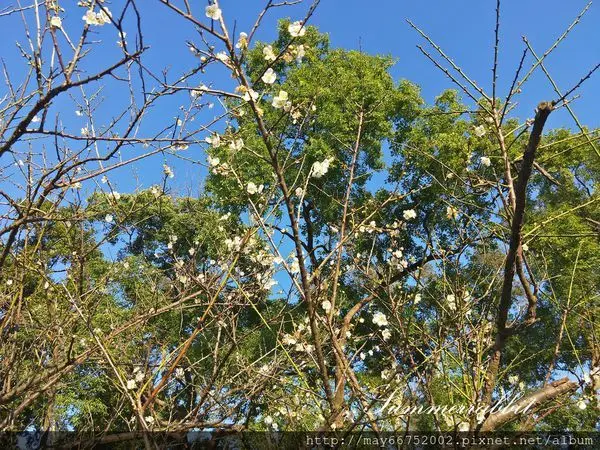 士林官邸梅花開了百花齊放交響樂