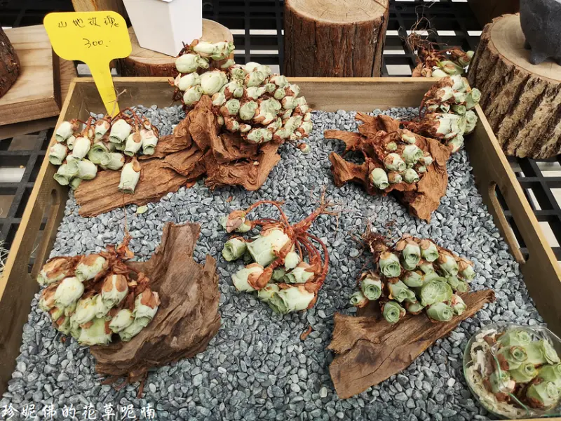 【台中-神岡區】微笑多肉園藝Succulent