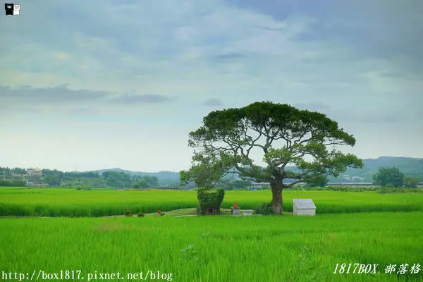 【苗栗。銅鑼】200年歷史田心伯公。龍貓土地公。自然田園風光