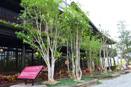 【脊梁山脈旅遊年】喝喝茶HOHOCHA 紅茶體驗之旅 還有好吃的茶葉蛋！