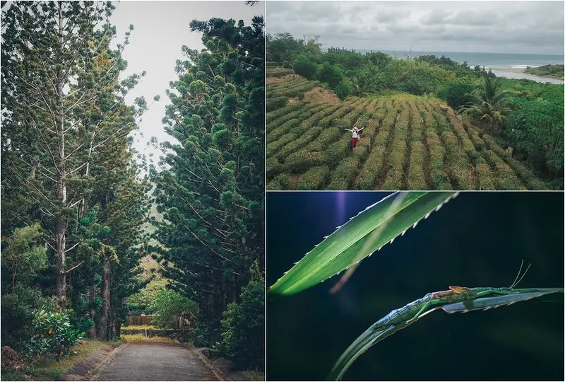 【屏東滿州｜行程規劃】屏東滿州港口生態旅遊。看海景採港口茶，還可造訪少年PI的拍攝場景，夜間生態豐富導覽有趣