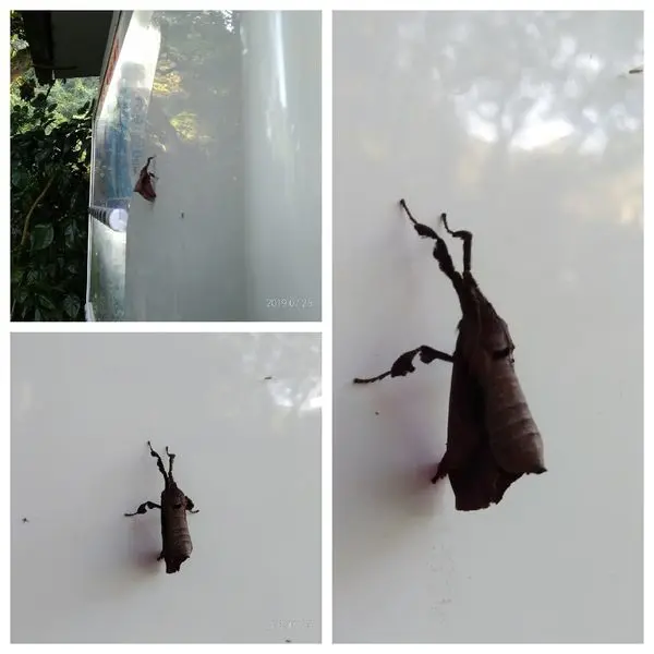 「宜蘭旅遊」棲蘭山莊早餐