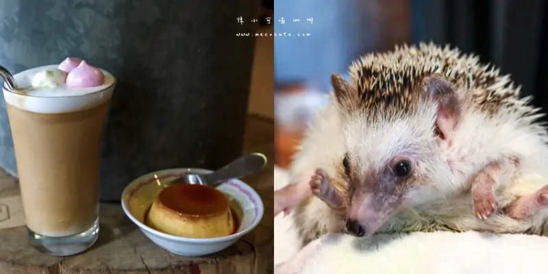 解憂咖啡館，有可愛刺蝟和店狗～聽說手作布丁比咖啡還紅！LEE café手作烘焙咖啡豆