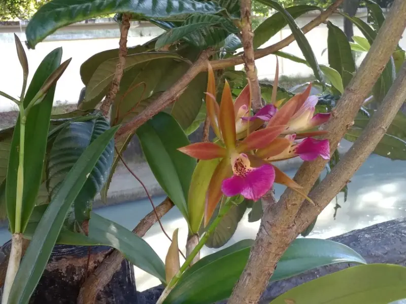 內壢休憩景點【吉林公園】桃園大圳旁