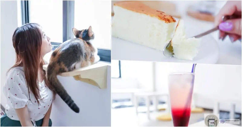 桃園美食-窩OUR HOME 貓咪中途咖啡-充滿溫度的貓咪中途之家