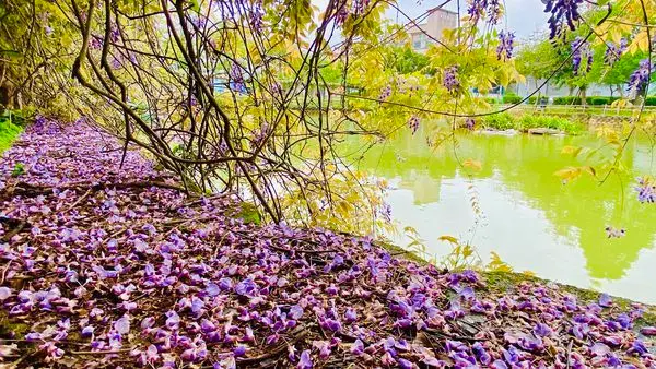 桃園紫藤花廊隧道|龜山大湖公園|鹿麓復古五金專門店|全台最美的五金行|遇上美味手沖咖啡與甜點(2020/4/2最新花況)