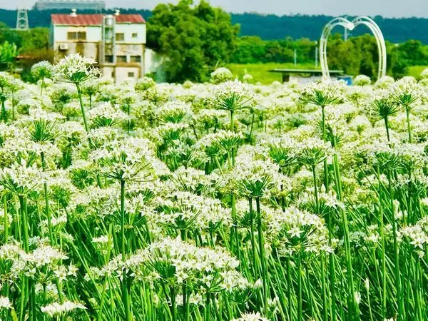 桃園超夯免費景點│大溪韭菜花季│浪漫九月雪│今年爆滿開美極了│愛心氣球造景(2019/9/14最新花況分享)