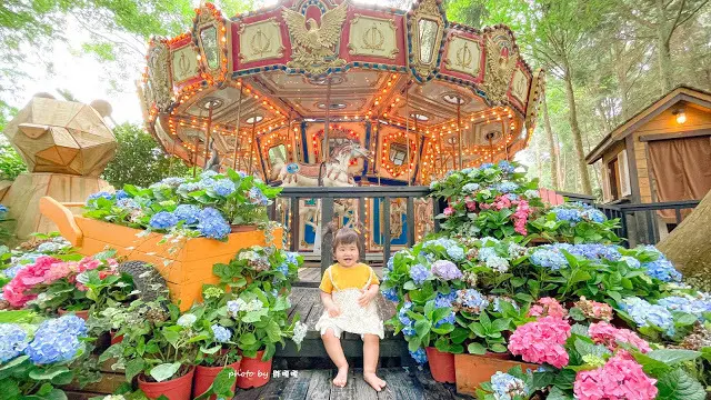 【台中 新社】薰衣草森林，繡球花季開跑，4月中旬到6月底，繡球花搭配旋轉木馬，浪漫至極，晚上還有觀賞螢火蟲行程，一路從早玩到晚！！
