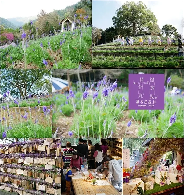 【台中景觀餐廳】薰衣草森林台中新社店(寵物友善景觀餐廳)，2021年薰衣草節於1/16~3/31展開，在紫色薰衣草花海一步步找回純真的自己。台中賞花景點 台中親子遊景點