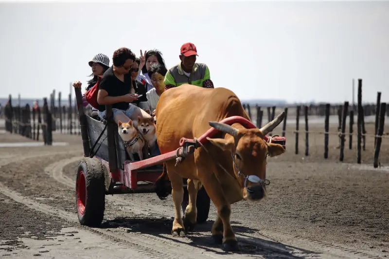 【遊。彰化】芳苑潮間帶旅遊-阿進帶你採蚵趣〜搭牛車採蚵、品蚵、捕魚、挖蛤，帶著毛小孩全新體驗！