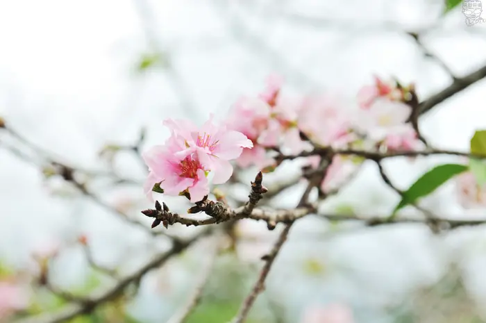 [南投好玩]四季主題經典農遊，小半天 桃米 集集 糯米橋 槑 龍眼林，風味竹筒餐 賞櫻品茶櫻花餐，南投慢活好悠閒