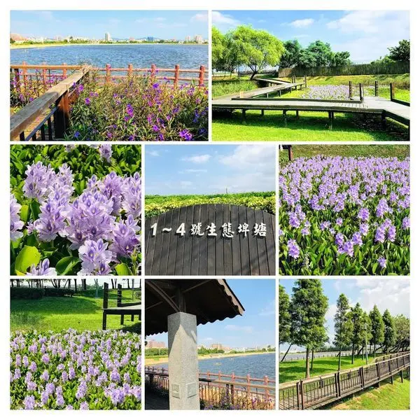 桃園賞花祕境│桃園1-4號生態埤塘公園│夢幻藍紫色花海布袋蓮盛開│環境清幽環花步道│運動休閒最佳去處