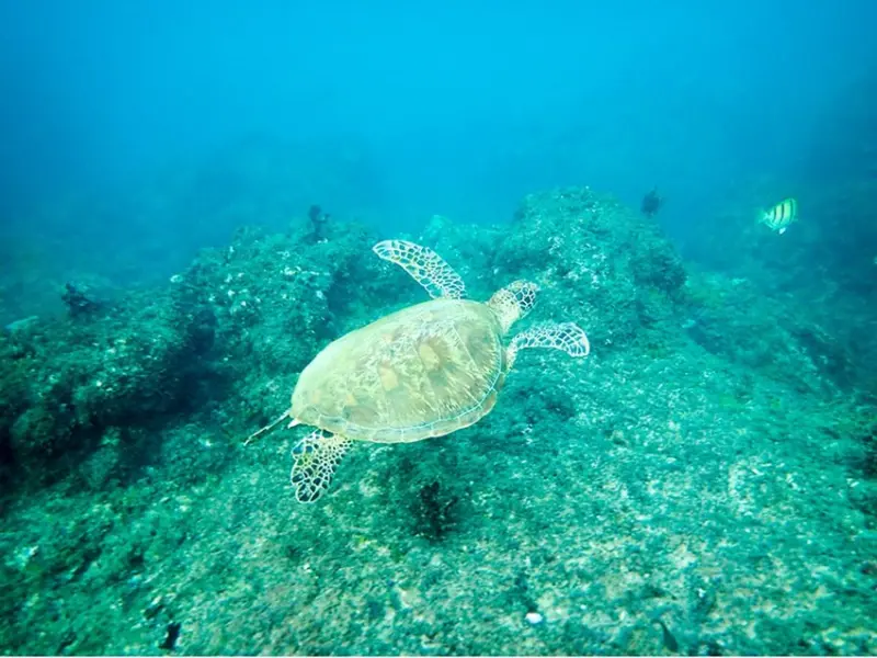 【小琉球浮淺】永春浮淺 遇見大海龜 與藍色海洋的美麗約會